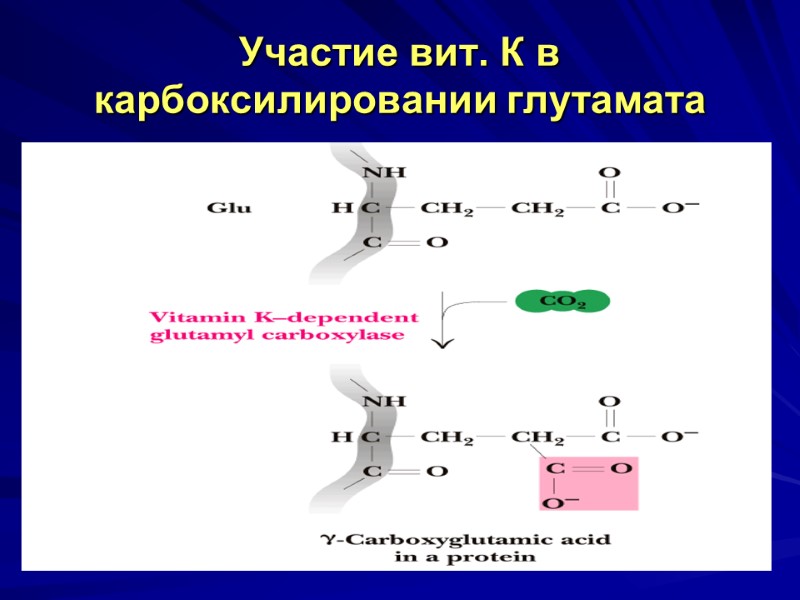 Участие вит. К в карбоксилировании глутамата Участие вит. К в карбоксилировании глутамата